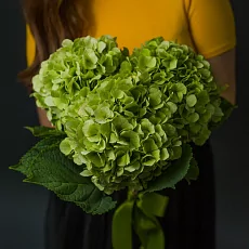 Букет из зеленых гортензий 