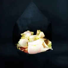 Лепестки роз нежно-розовые