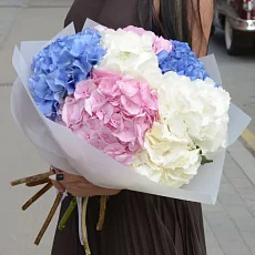 7 Разноцветных Гортензий