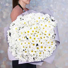 51 кустовая хризантема