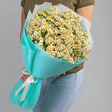 9 Кустовых Ромашек в упаковке 