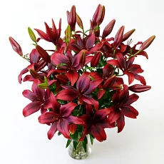 15 Красных Лилий