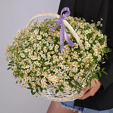 31 Кустовых Ромашек в корзине