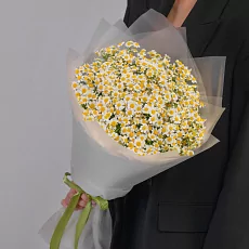 25 Кустовых Ромашек