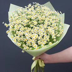 11 Кустовых Ромашек в упаковке