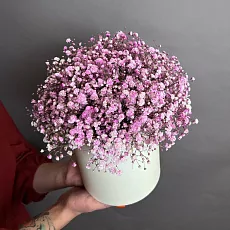 Коробка с розовой гипсофилой 