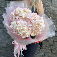 3 Гортензии в дизайнерской упаковке 