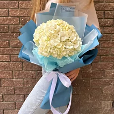 Нежная гортензия в дизайнерской упаковке 