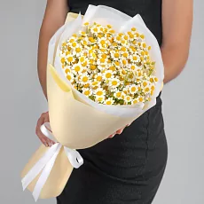 5 Кустовых Ромашек в упаковке