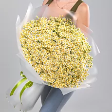 65 Кустовых Ромашек