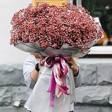 51 гипсофила