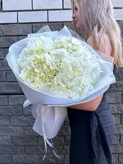 Букет живых цветов из 5 белых гортензий