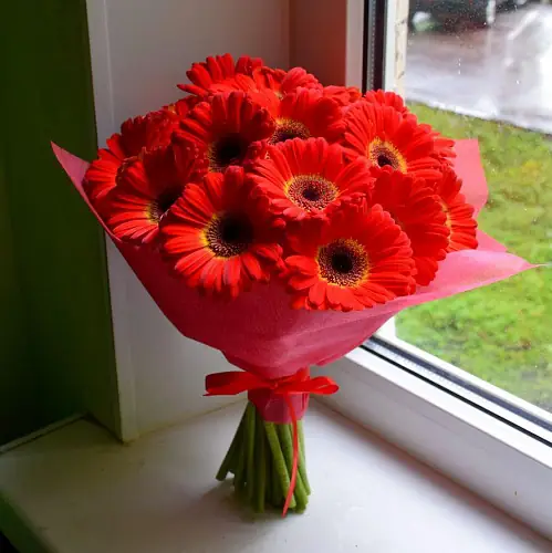 11 Ярких Гербер