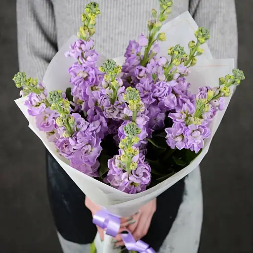 Букет "11 Сиреневых Маттиол"