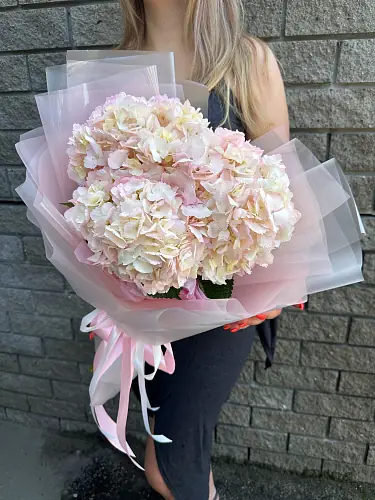 3 Гортензии в дизайнерской упаковке 