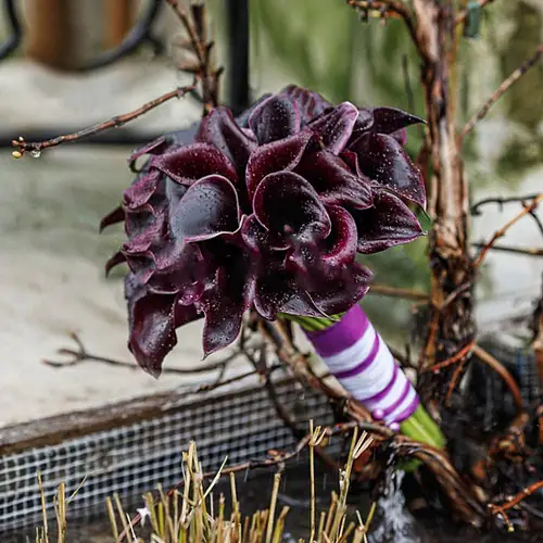 Букет невесты с фиолетовыми каллами 