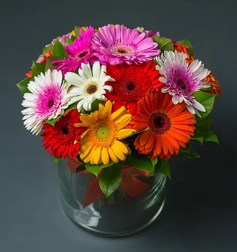 15 Разноцветных Гербер